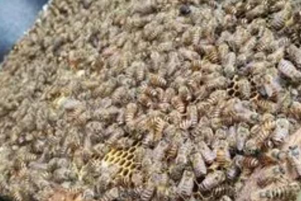 东方蜜蜂相关介绍，现处于野生、半野生或家养状态
