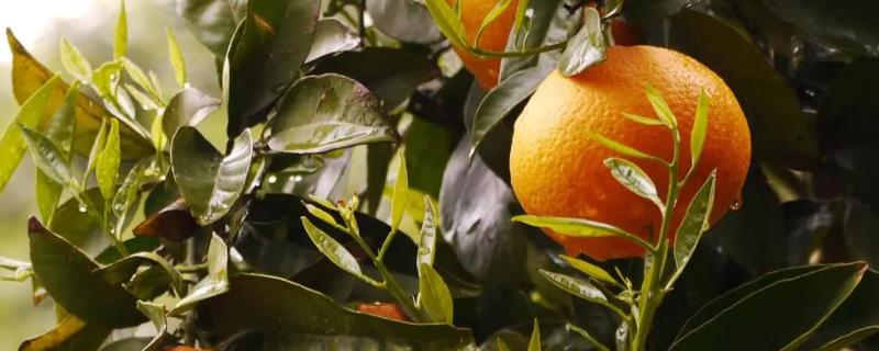 橘子什么时候最甜，夏季和秋季最甜