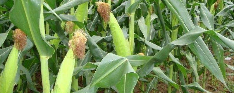 郑泰101玉米种子简介，适宜密度4500株/亩