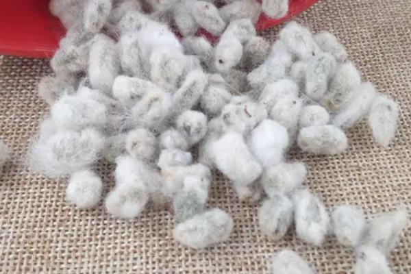 鲁棉247棉花种简介，转单价抗虫基因常规夏棉品种