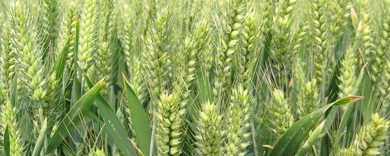 新麦57小麦品种的特性，适宜播种期10月上中旬