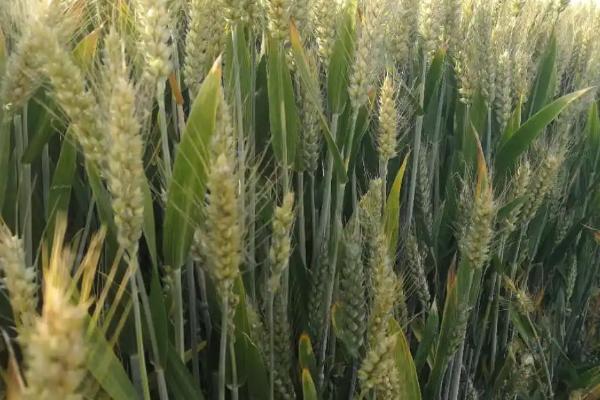 同舟5号小麦种子介绍，适宜播种期10月上中旬