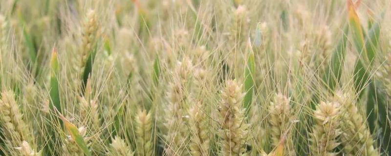 家硕99小麦种子特点，每亩适宜基本苗14～22万