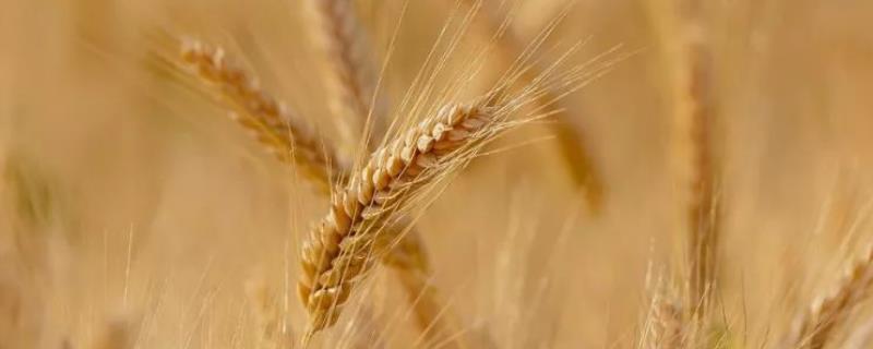 豫红99小麦品种简介，半冬性品种