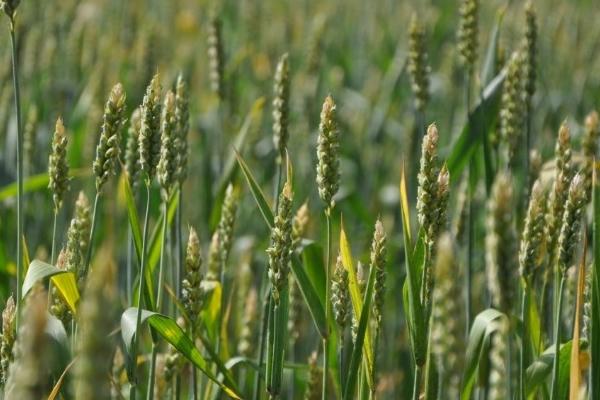 海纳麦211小麦品种的特性，半冬性品种