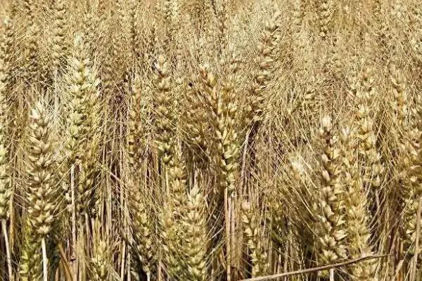 农麦54小麦种子介绍，每亩适宜基本苗18～22万