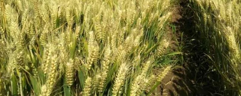 内农科203小麦种子特点，半冬性品种