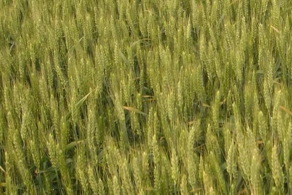 周育801小麦种子特点，每亩适宜基本苗16～18万