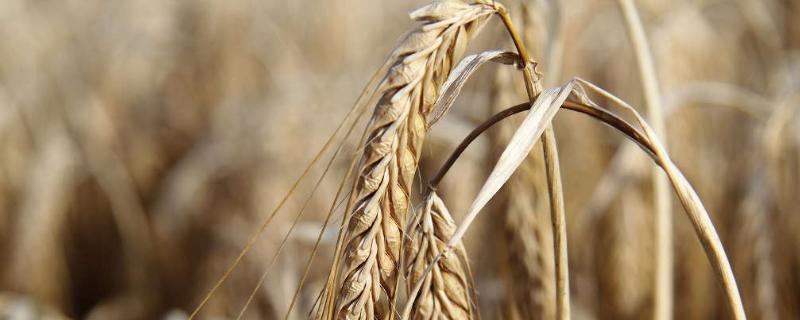 同舟5号小麦种子介绍，适宜播种期10月上中旬