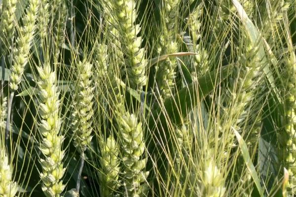 周育801小麦种子特点，每亩适宜基本苗16～18万