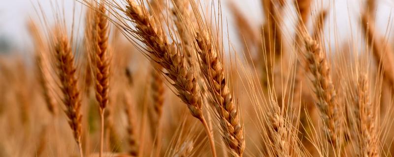 豫农611小麦种子介绍，半冬性品种