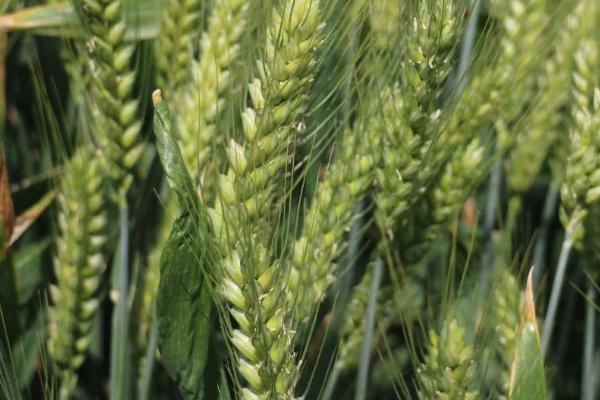 家硕99小麦种子特点，每亩适宜基本苗14～22万