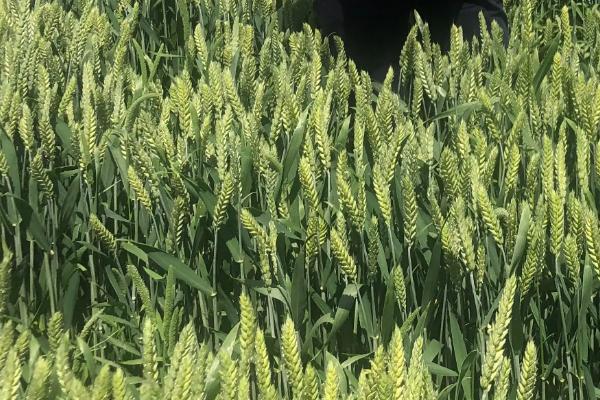 豫红99小麦品种简介，半冬性品种