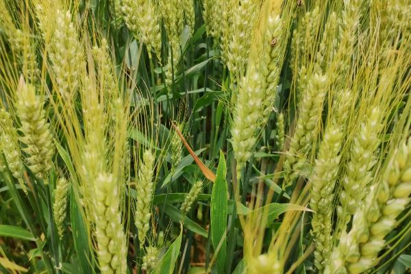 孟麦188小麦种子介绍，半冬性品种