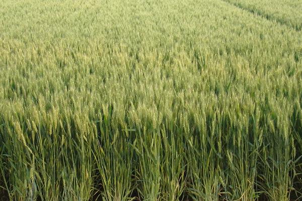 内农科203小麦种子特点，半冬性品种