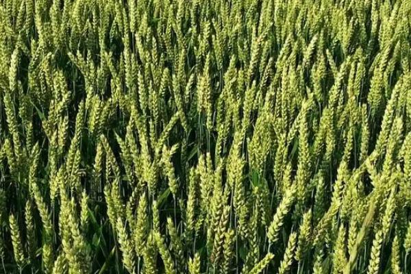 神舟麦222小麦种子特点，每亩适宜基本苗18～22万