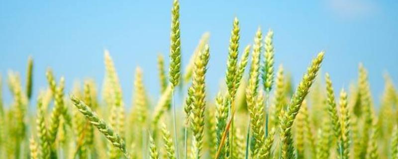 怀川109小麦品种简介，半冬性品种