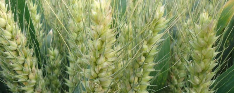 长河59小麦种简介，每亩适宜基本苗16～20万