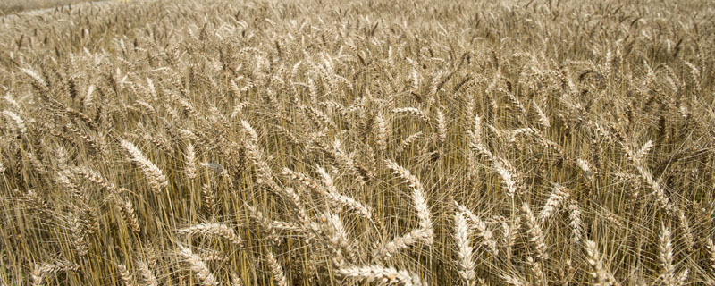 轮选88小麦种子特点，半冬性品种