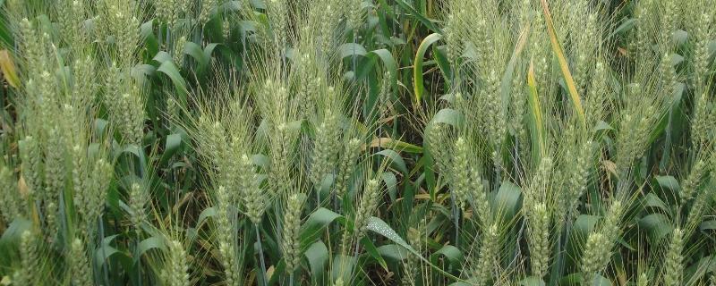 漯麦198小麦品种的特性，每亩适宜基本苗16～20万