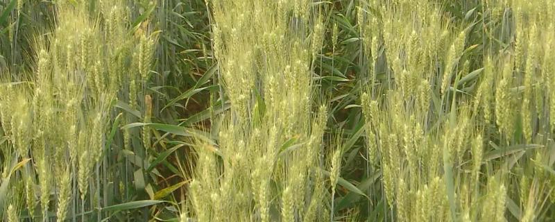 西农132小麦种子简介，适宜播种期10月中下旬