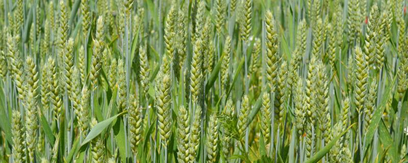 郑麦023小麦种子特征特性，适宜播种期10月上中旬