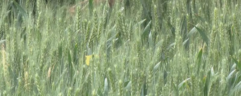 偃亳505小麦品种的特性，半冬性品种