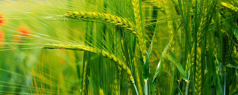 昌麦23小麦品种简介，适宜播种期10月中下旬