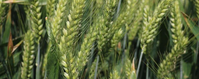 名麦168小麦种简介，适宜播种期10月上中旬