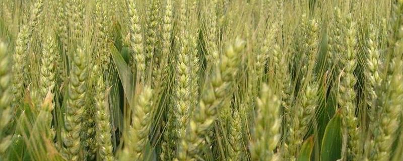 洛黑麦1号小麦品种的特性，每亩适宜基本苗18～22万