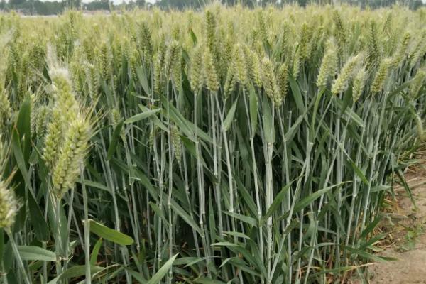 郑麦139小麦种子特征特性，每亩适宜基本苗18～20万