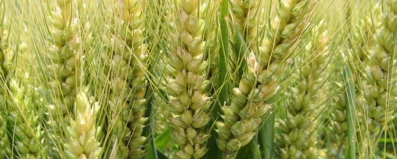 郑麦139小麦种子特征特性，每亩适宜基本苗18～20万