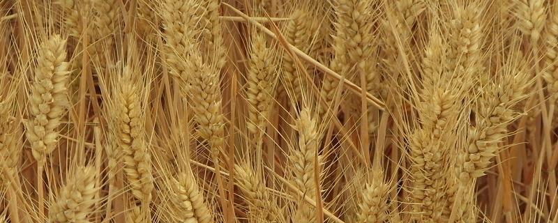 周原98小麦种简介，适宜播种期10月上中旬