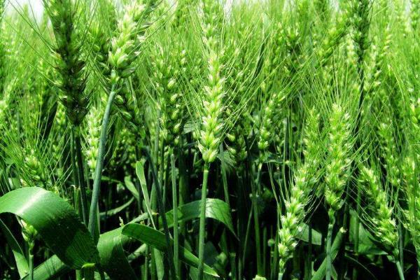 名麦168小麦种简介，适宜播种期10月上中旬