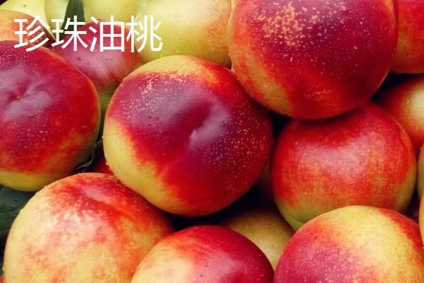 油桃是不是转基因桃子，不属于转基因食品