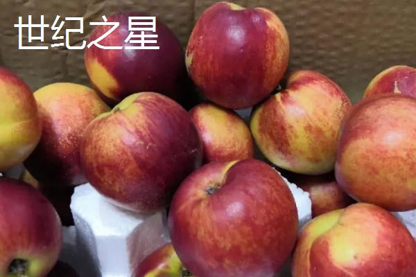 油桃是不是转基因桃子，不属于转基因食品