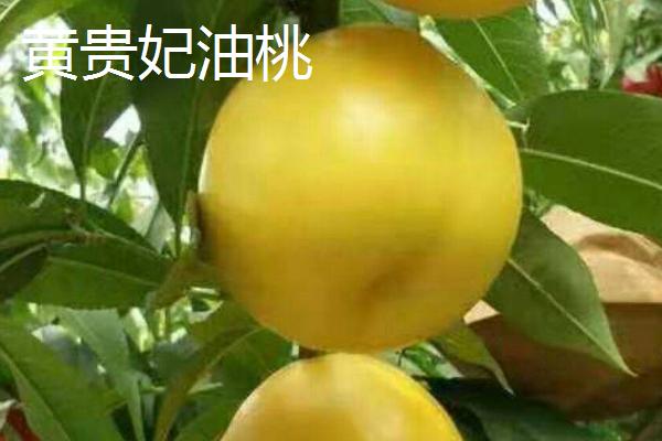 油桃是不是转基因桃子，不属于转基因食品