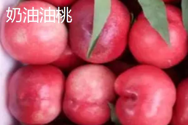 油桃是不是转基因桃子，不属于转基因食品