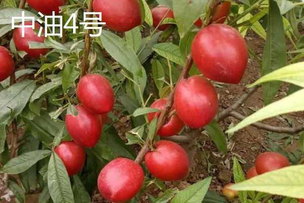 油桃是不是转基因桃子，不属于转基因食品