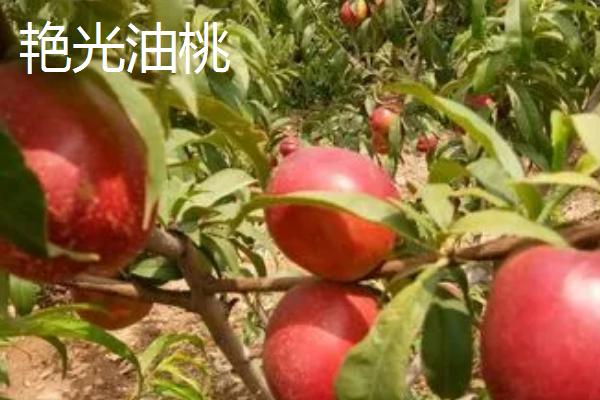 油桃是不是转基因桃子，不属于转基因食品