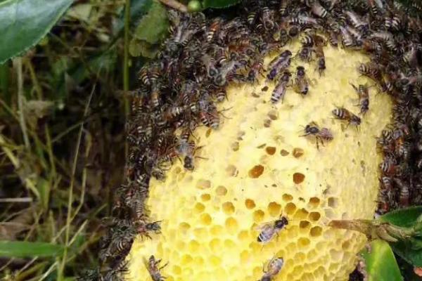 野生蜜蜂的筑巢地点，常在山区或半山区的树洞、石缝中筑巢