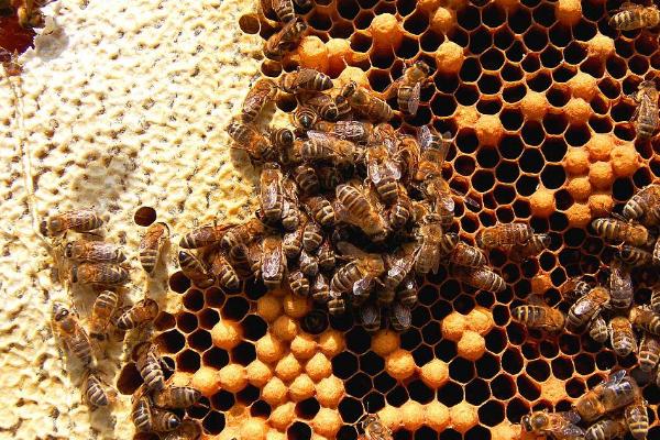 野生蜜蜂的筑巢地点，常在山区或半山区的树洞、石缝中筑巢