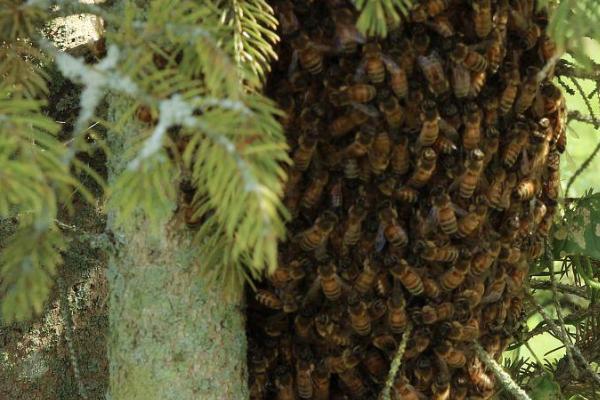 野生蜜蜂的筑巢地点，常在山区或半山区的树洞、石缝中筑巢