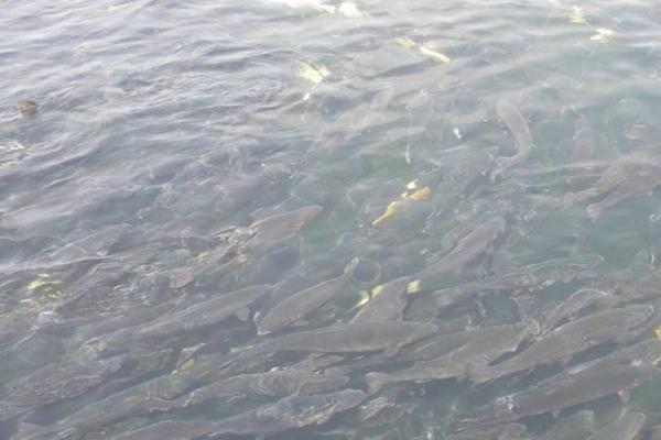 静水土池塘养鱼高产技术，放养密度应超过1000尾