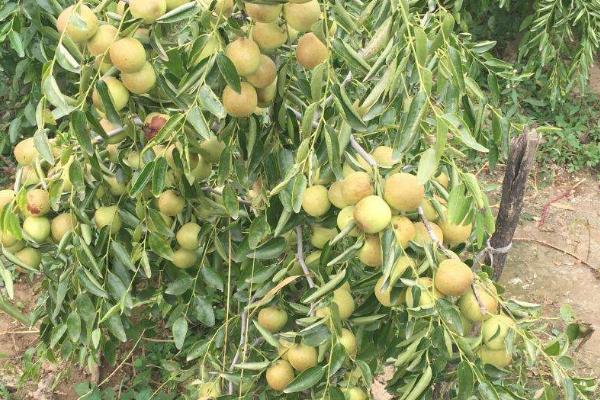 枣树繁殖方法，可断根、嫁接、根插和扦插繁殖