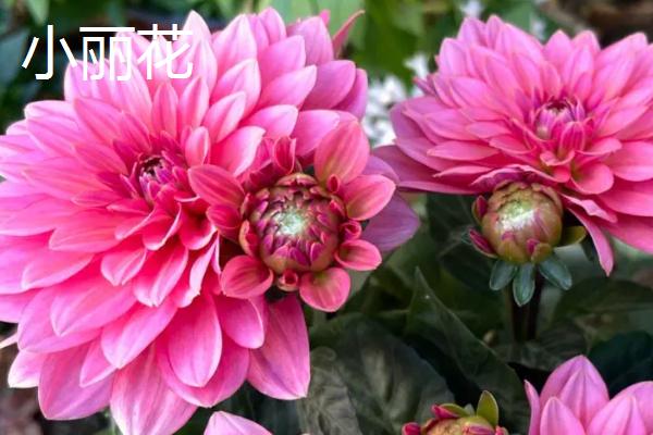 有哪些品质好的小菊系菊花种子，包括小丽花、姬小菊、金鸡菊等品种