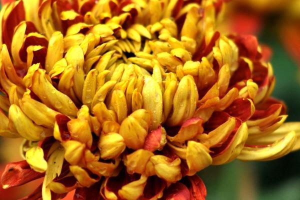 有哪些品质好的小菊系菊花种子，包括小丽花、姬小菊、金鸡菊等品种