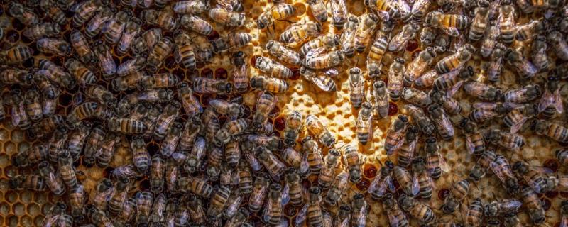 蜜蜂双王群的优势，繁殖速度快且适应能力强