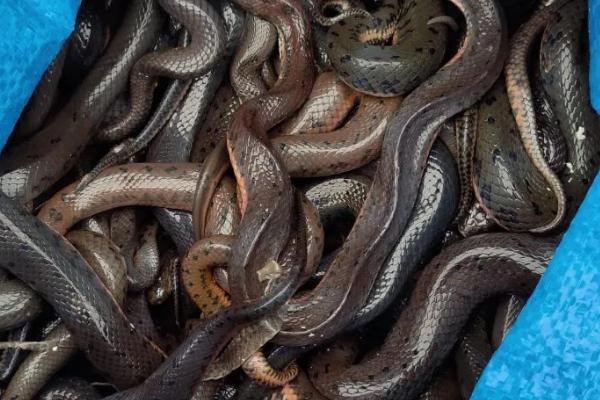 高效养殖泥蛇的方法，每平方米面积可放养10条幼蛇