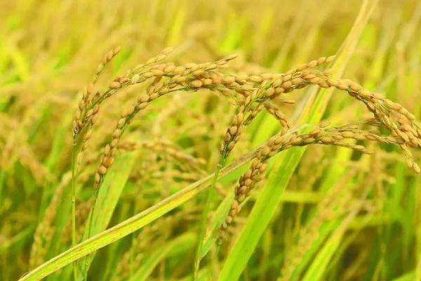 中国海水稻的种植面积，2022年年底已突破100万亩